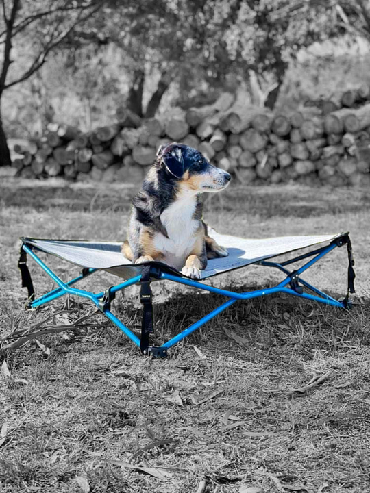NAVI DOG BED